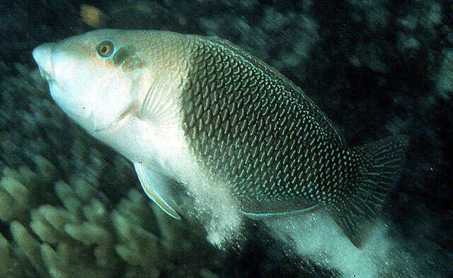 Hemigymnus resmi