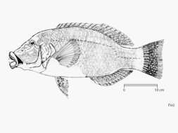 Hemigymnus resmi