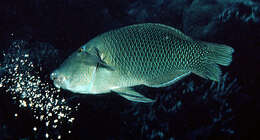 Hemigymnus resmi