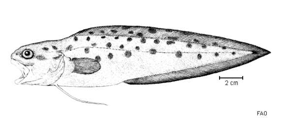 Image of Spottobrotula