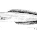 Microbrotula rubra Gosline 1953 resmi