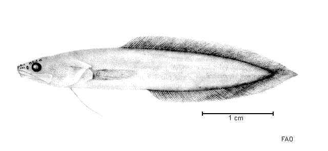 Image of Microbrotula