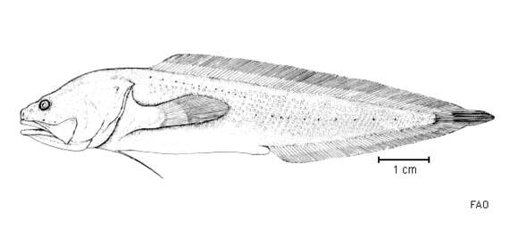 Image of Saccogaster