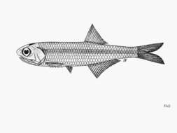 Image of Carpentaria anchovy