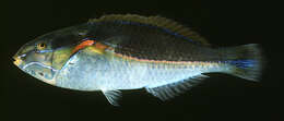 Image of Red-shoulder wrasse