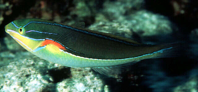 Image of Red-shoulder wrasse