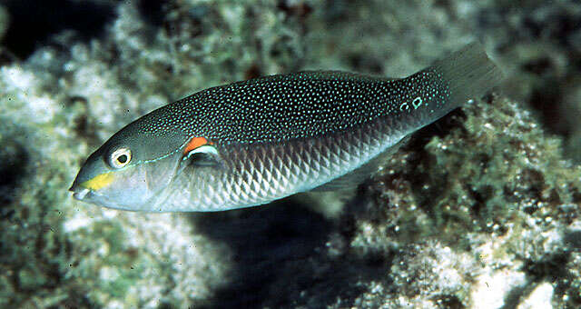 Image of Red-shoulder wrasse