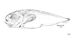 Image of Melodichthys