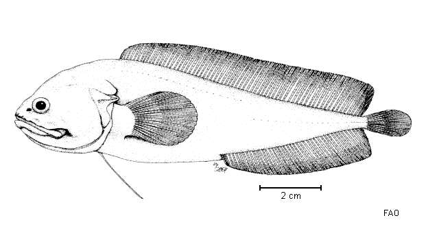 Image of Bidenichthys slartibartfasti (Paulin 1995)