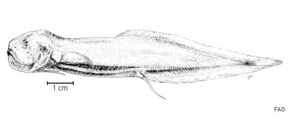 Image of Barathronus