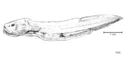 Image of Meteoria erythrops Nielsen 1969