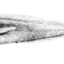 Image of Diplacanthopoma brachysoma Günther 1887