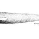 Image of Pseudonus acutus Garman 1899