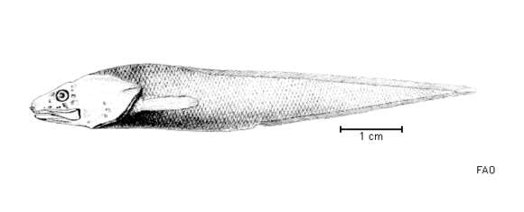 Image of Pseudonus