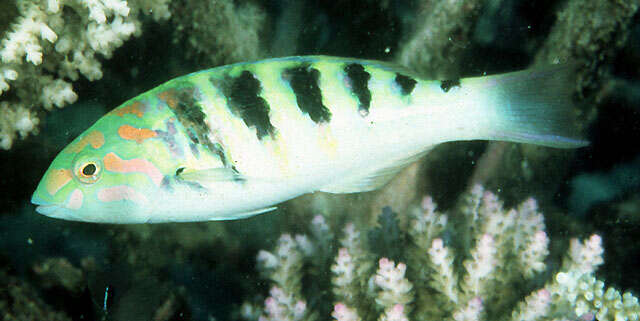 Image of Parrotfish