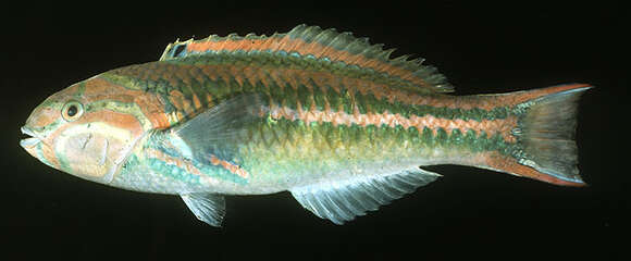 Image of Five striped surge wrasse