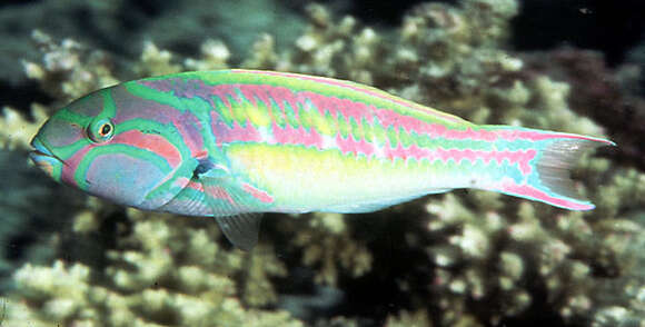 Image of Five striped surge wrasse