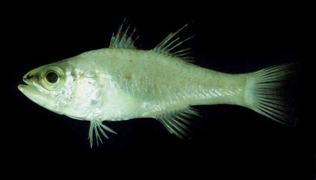 Image of Gular cardinalfish