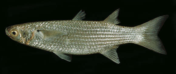 Image of Fringelip Mullet