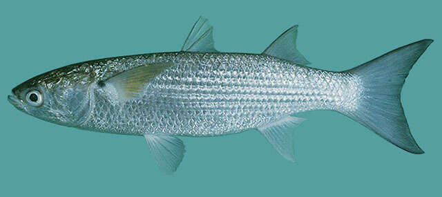 Image of Fringelip Mullet