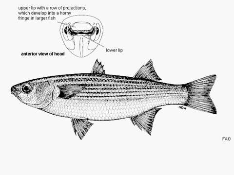 Image of Plicomugil