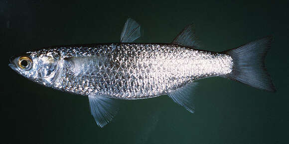 Image of Australian mullet