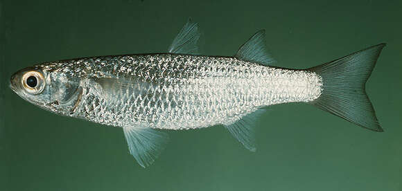 Image of Australian mullet