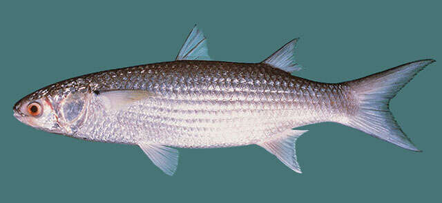 Image of Bluespot mullet