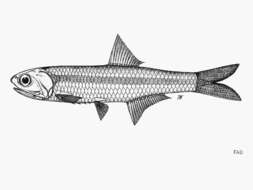 Image of &#67;&#111;&#109;&#109;&#101;&#114;&#115;&#111;&#110;&#39;&#115;&#32;&#97;&#110;&#99;&#104;&#111;&#118;&#121;