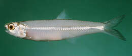 Image of &#67;&#111;&#109;&#109;&#101;&#114;&#115;&#111;&#110;&#39;&#115;&#32;&#97;&#110;&#99;&#104;&#111;&#118;&#121;