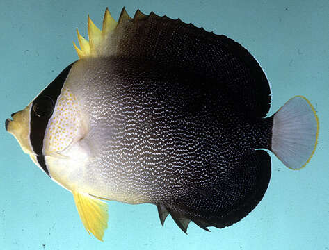 Image of Red Sea Butterflyfish