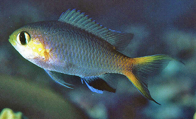 Слика од Pycnochromis acares (Randall & Swerdloff 1973)