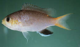 Слика од Pycnochromis acares (Randall & Swerdloff 1973)