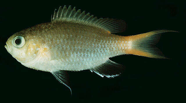 Слика од Pycnochromis acares (Randall & Swerdloff 1973)