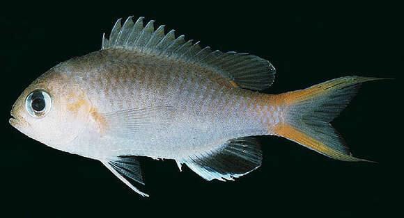 Слика од Pycnochromis acares (Randall & Swerdloff 1973)