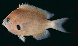 Слика од Pycnochromis pacifica (Allen & Erdmann 2020)