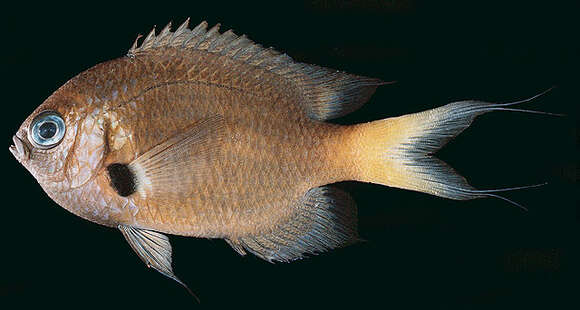 Слика од Pycnochromis pacifica (Allen & Erdmann 2020)