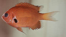 Слика од Pycnochromis pacifica (Allen & Erdmann 2020)