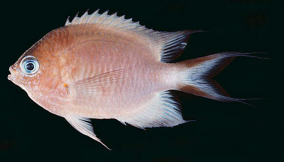 Слика од Pycnochromis amboinensis (Bleeker 1871)