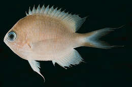 Слика од Pycnochromis amboinensis (Bleeker 1871)