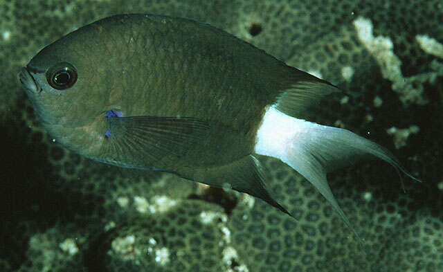 Слика од Pycnochromis caudalis (Randall 1988)