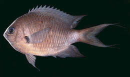 Слика од Pycnochromis caudalis (Randall 1988)