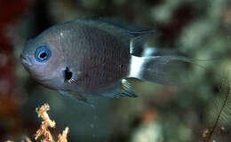 Слика од Pycnochromis delta (Randall 1988)