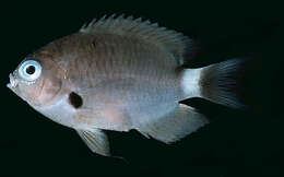 Слика од Pycnochromis delta (Randall 1988)