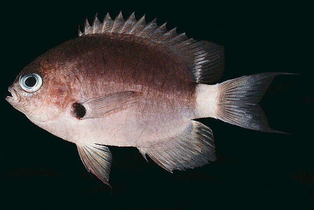 Слика од Pycnochromis delta (Randall 1988)