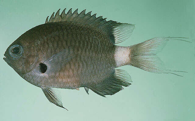 Слика од Pycnochromis delta (Randall 1988)