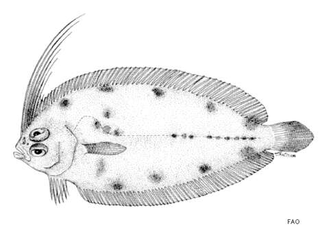 Sivun Arnoglossus tapeinosoma (Bleeker 1865) kuva