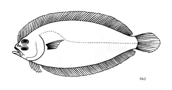 Image of Drab flounder