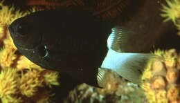 Слика од Pycnochromis margaritifer (Fowler 1946)