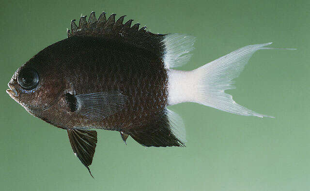 Слика од Pycnochromis margaritifer (Fowler 1946)